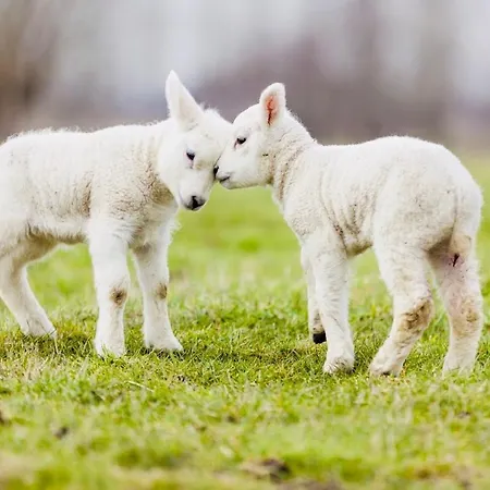 Noorderhaecks & Apartamento