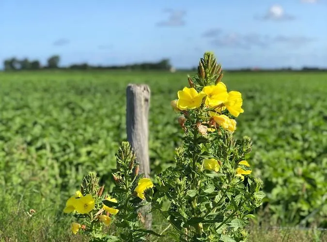 شقة Noorderhaecks & *