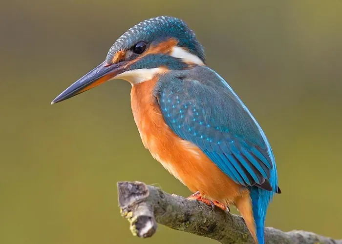 Appartement Noorderhaecks Suites&apartment