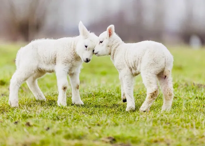 Noorderhaecks Suites&apartment Appartement